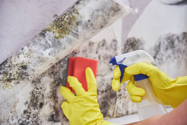 Why You Should Choose Our Mold Remediation Services in Banner Elk, NC